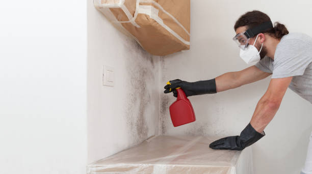 Professional Mold Cleanup technician working in Springs, NY