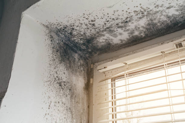 Affordable Mold Cleanup solutions in Springs, NY